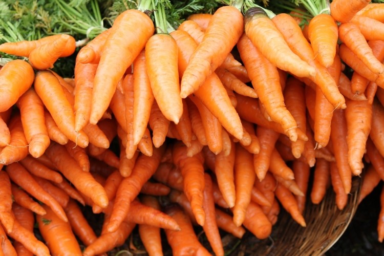 Elelyso : kosher thanks to carrot cell-based production says US Jewish group