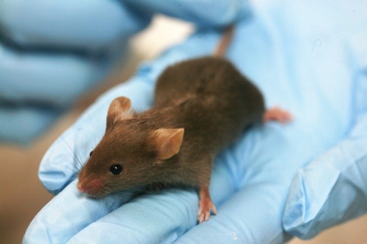 Charles River has acquired a range of PDX mice models (Image: CC)