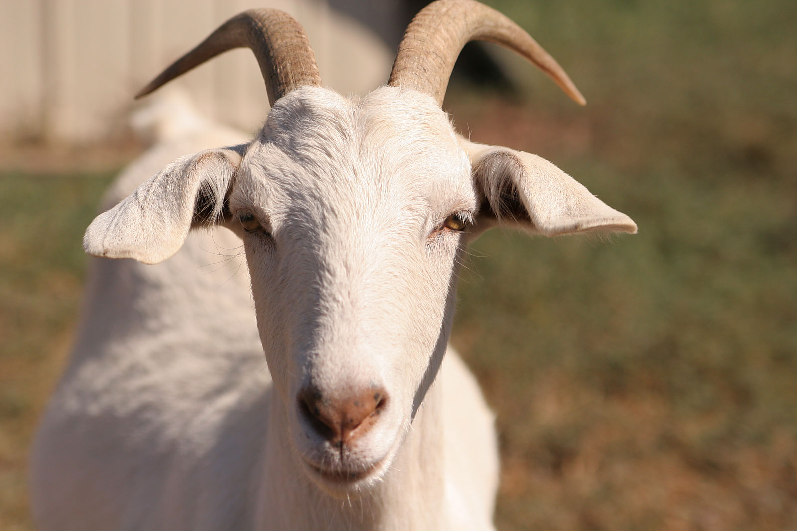 Improper goat euthanasia lands antibody supplier with USDA complaint