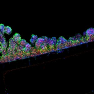 Cells of a human intestinal lining, after being placed in an Intestine-Chip, form intestinal folds as they do in the human body  Image credit: Cedars-Sinai Board of Governors Regenerative Medicine Institute