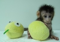 monkey 2