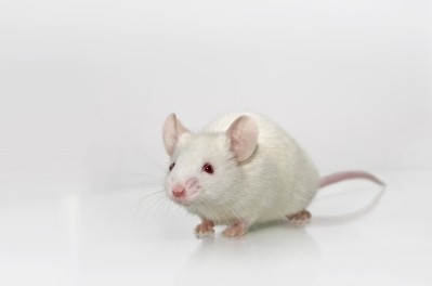 Taconic Biosciences’ huNOG model is a precision research mouse model. (Image: Taconic Biosciences)