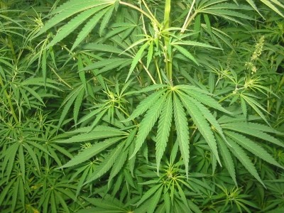 Axim's drug candidate contains THC and CBD extracted from cannabis plants