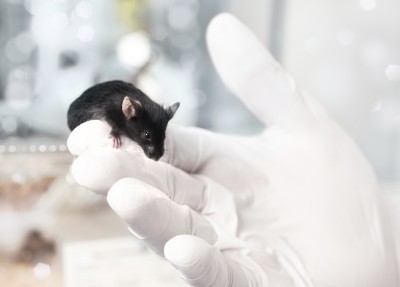 Animal models allow researchers to recapitulate what occurs in a human being with cancer. (Image: iStock/anyaivanova)