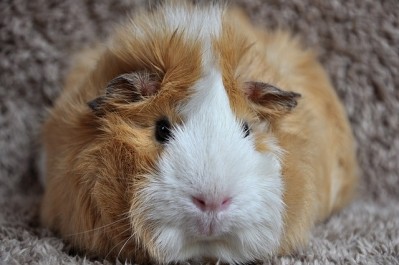 Heating issues caused death of 39 Guinea pigs at JHP Pharma facility