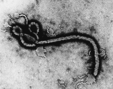 Kentucky firm ramps production of plant-based antibodies for Ebola