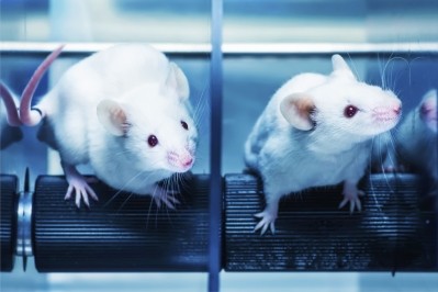 The new mouse model lacks three types of interferons. (Image: iStock)