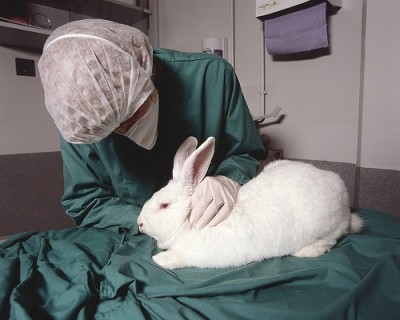 ‘Arrogance’ and animal testing: the hurdles to outsourcing