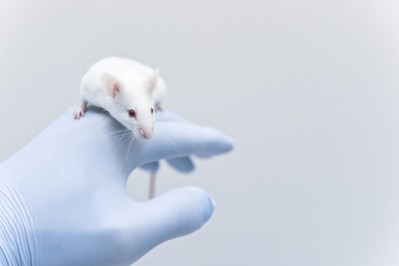 Researchers examined which genes are conserved across mouse models and humans. (Image: iStock/unoL)