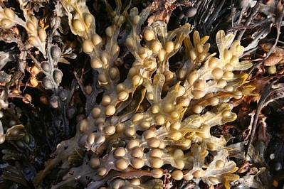 Cargill: Pharma Increases Interest in Seaweed-Derived Excipients