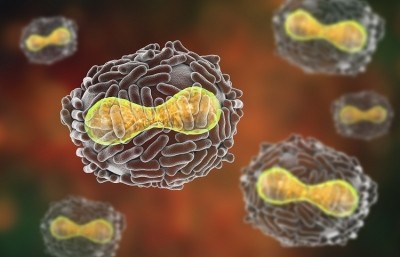 Smallpox is caused by the variola virus (VARV), which belongs to the genus Orthopoxvirus. (Image: Getty/Dr_Microbe)