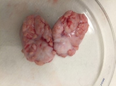 The 3D printed human brain organelle was generated with human adult brain stem cells. (Image: Businesswire)