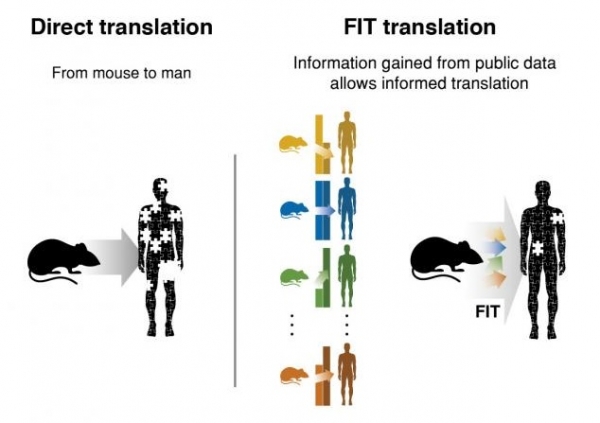 Left: Direct translation of mouse results to human biology is not explicitly informed of species differences. Right: The FIT model leverages matched mouse-human gene expression data from the public domain to inform the human-relevant interpretation of a new mouse experiment. By learning prior mouse-human similarities and differences, FIT reduces time spent on false leads and highlights masked signals that may otherwise be missed. (Image: CytoReason/Technion)