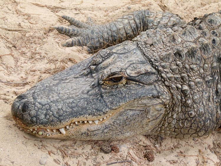 Good news for the Rocky Mount facility: 'Perhaps a gator in the mud, but the swamp is drained.'