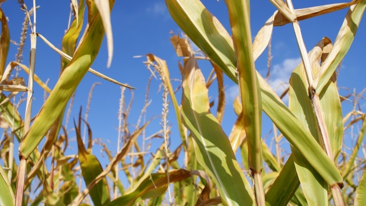 Genetically modified corn could soon make drugs