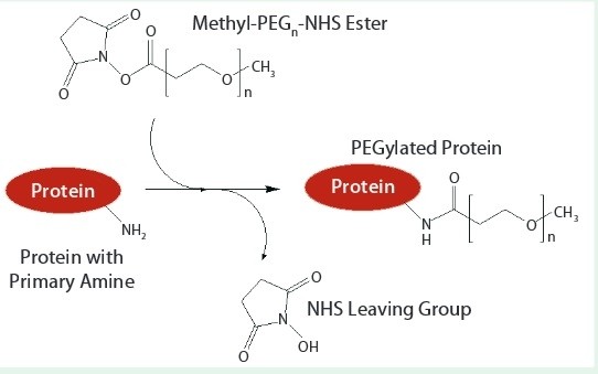 Protein PEGylation example, c/o celares