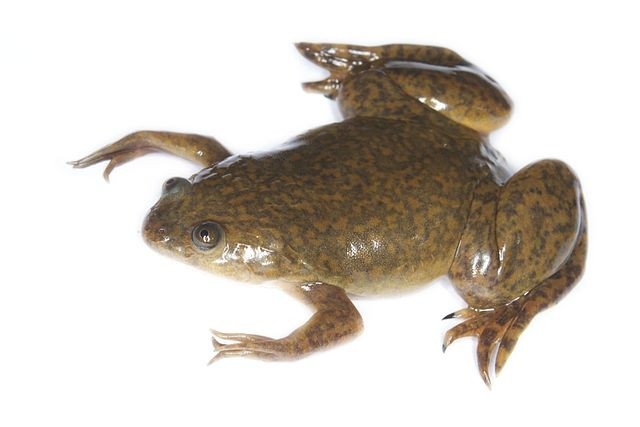 Locilex is made from 22-amino acid peptide, isolated from the skin of the African Clawed Frog. Image: Flickr/Brian Gratwicke