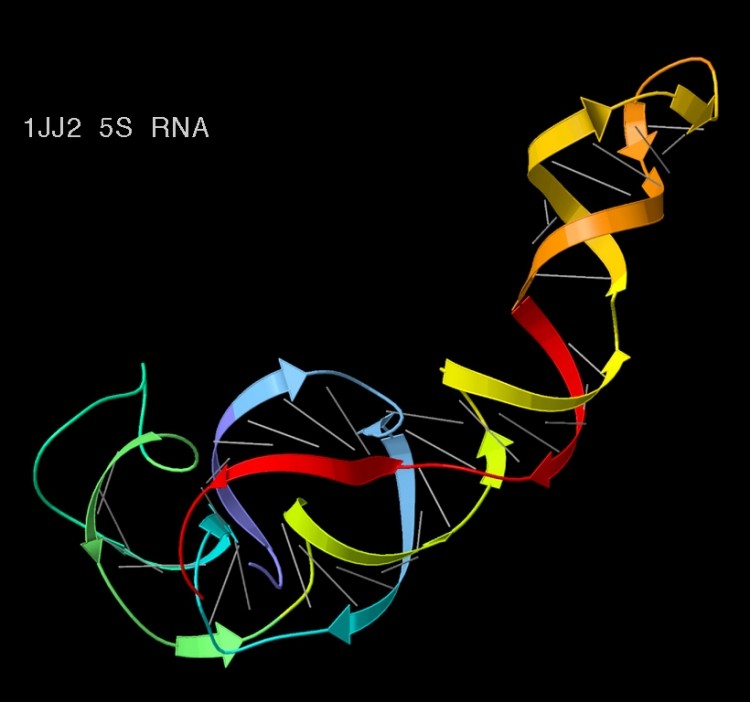 3D structure of the 5S ribosomal RNA component