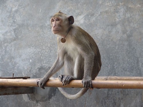The primates that died were cynomolgus monkeys