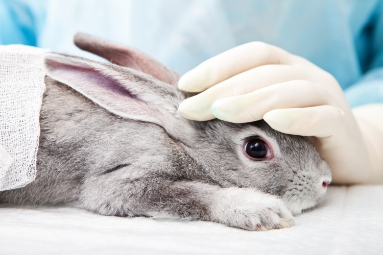 IIVS is a non-profit that aims to increase the use and regulatory acceptance of non-animal tests. (Image: iStock/NiDerLander)