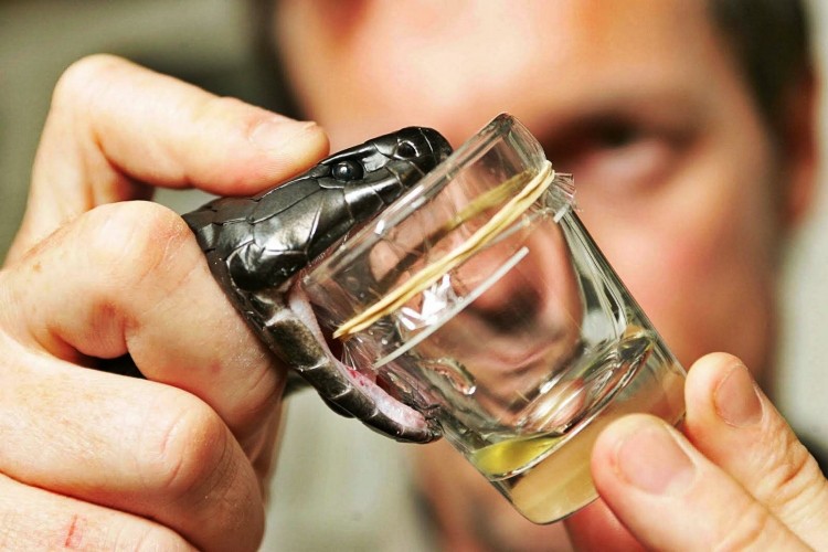 Milking a snake's venom for use in producing an antidote