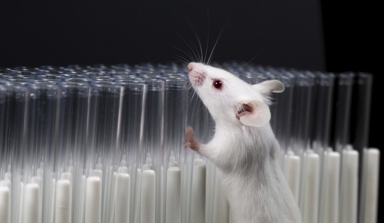 The National Institutes of Health (NIH) is amending sections of the NIH Guidelines for Human Stem Cell Research and the proposed scope of certain human-animal chimera research. (Image: iStock/Georgejason)