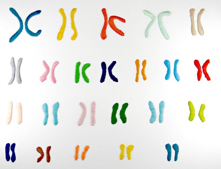 Haploid cells have only one pair of chromosomes. (Image: Hey Paul Studios)
