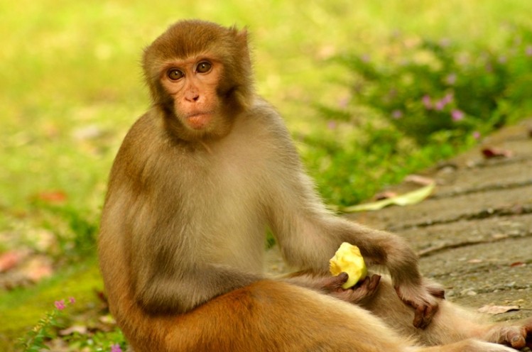 The pledge calls for a ban on non-applied research and monkey importation. (Image: Jim Deka/CC)