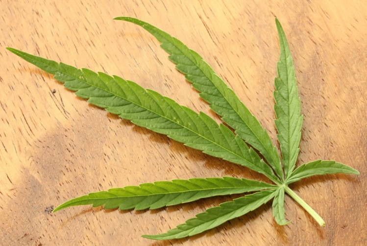 THC may reduce tumor size? mouse study investigates