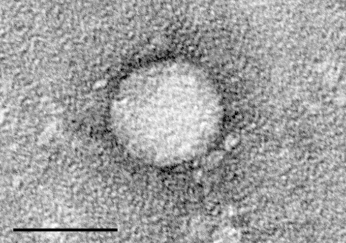 Idenix' lead candidates are nucleotides targeting the hepatitis C virus