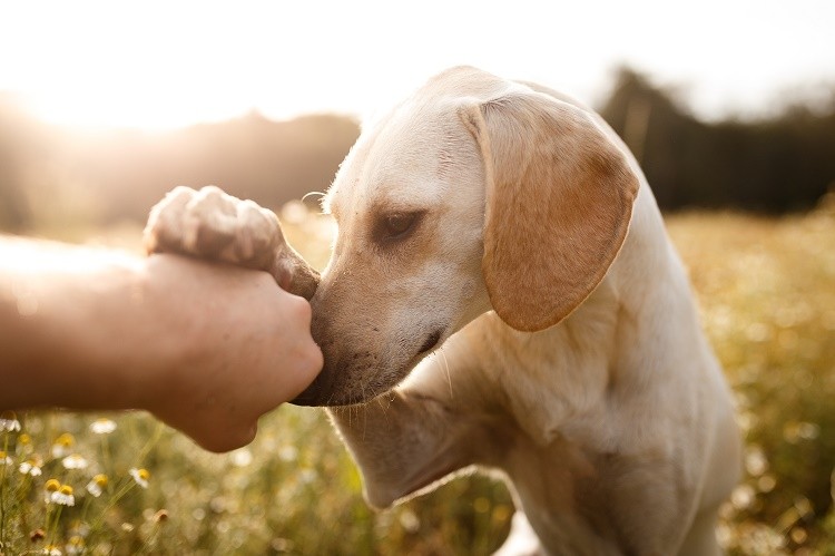 Man's best friend: Using shared diseases in humans and dogs to support drug  development