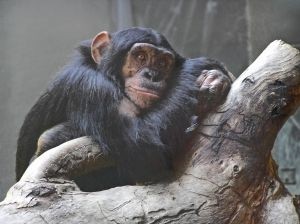 Primate Testing Vital say CROs After NIH Pledge To Reduce Chimp Use