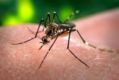 Zika virus transmitted by Aedes aegypti mosquito; vaccine development at very early stages