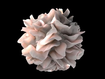 An antigen-presenting dendritic cell, which forms part of the manufacturing process for Dendreon'a personalised prostate cancer treatment Provenge