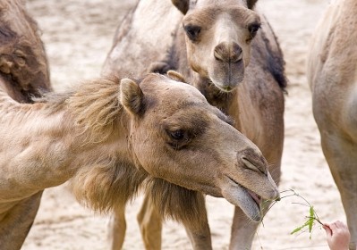 A bumpy road to achieve a protein-producing camel