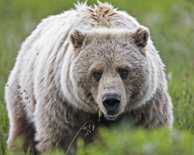 The original paper showed how the obesity and insulin resistance pattern of hibernating grizzly bears may have implications in human diabetes