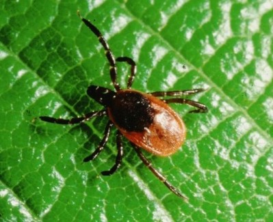 Concerns climate change will see tick-borne diseases spread to the UK are legitimate, says PHE