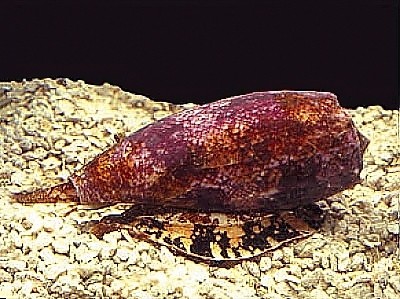 Cone snails could be a source of pharma ingredients