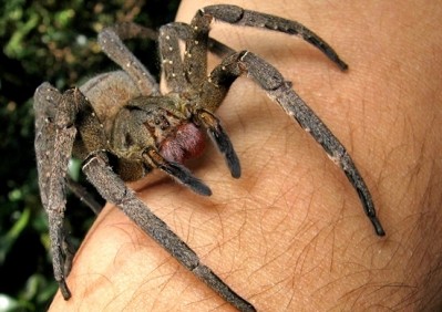 The Brazilian Wandering Spider may be deadly but its venom could help treat erectile dysfunction
