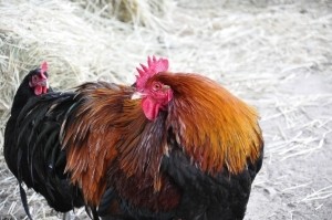 Rooster say cock-a-doodle-do in relief