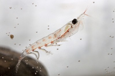 Acasti's CaPre is sourced from krill. Image: iStock/pilipenkoD 