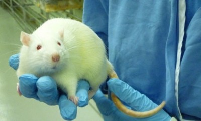 Drug industry slow to embrace non-animal tests for preclinical development