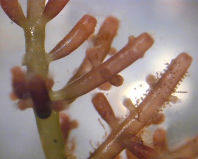 Seaweed shortage hits laboratory agar supplies