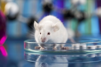 The new mouse model more accurately characterizes an adult human's immune system. (Image: iStock/JacobStudio)