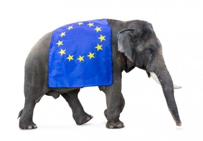 An Indian elephant with an EU flag
