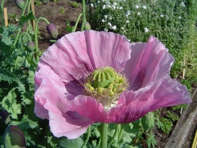 The poppy Papaver somniferum produces thebaine from buprenorphine is derived. Image c/o Louise Joly, one half of AtelierJoly, via Wikimedia Commons