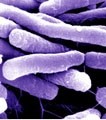 From pharma foe to meds making friend: E.coli changes its ways