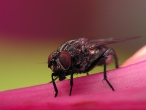 FDA sends warning letter to APP after insects found in vials