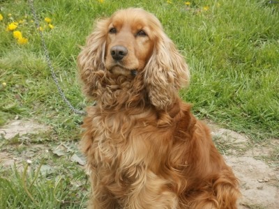 The MDCK cell lines was derived from a sample taken from a spaniel in the 1950s