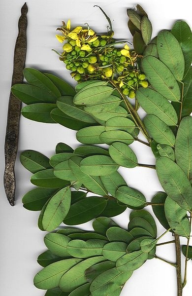 Senna leaves and pods